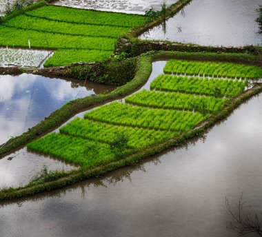 Banaue Unesco sitesinden pirinç elde etmek için Filipinler teras sahasında bulanıklık