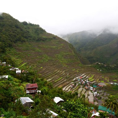Banaue Unesco sitesinden pirinç elde etmek için Filipinler teras sahasında bulanıklık