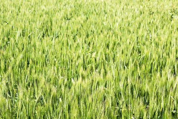 Desenfoque Hierba Granja Cultivada Iran Trigo Natural Verde Saludable — Foto de Stock