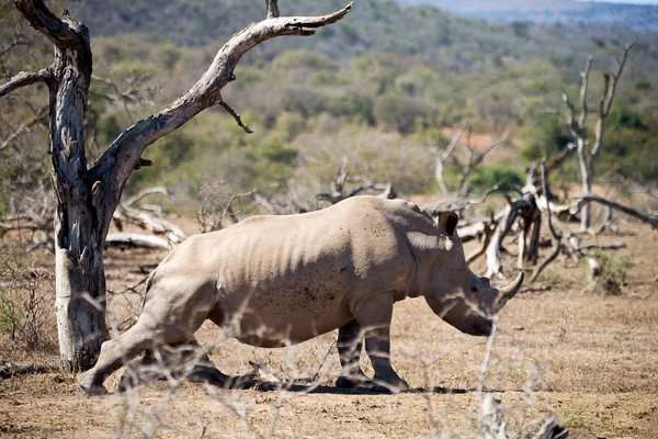 In south africa     wildlife     reserve and   rhinoceros — Stock Photo, Image