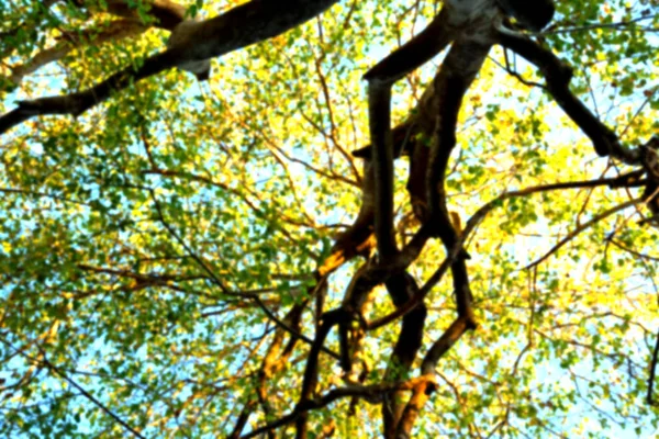 Planta e árvore no parque nacional — Fotografia de Stock