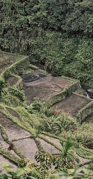 Campo de terraço para coultivação de arroz — Fotografia de Stock