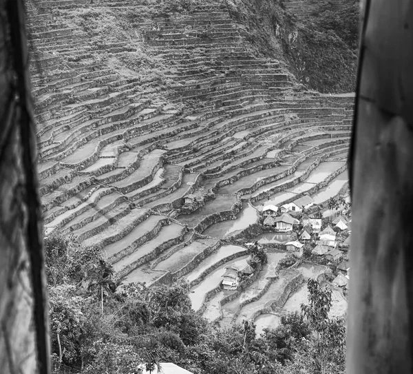 Campo de terraço para coultivação de arroz — Fotografia de Stock