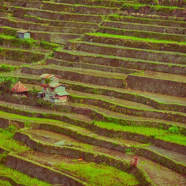 Campo de terraza para el coultivation de arroz —  Fotos de Stock