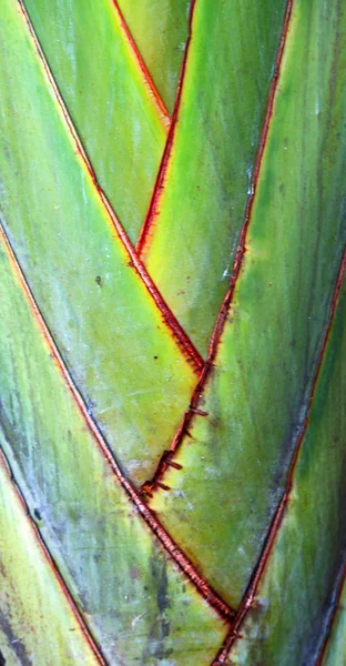 La parte trasera de una hoja y la luz — Foto de Stock