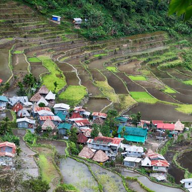   coultivation pirinç Teras alanı   