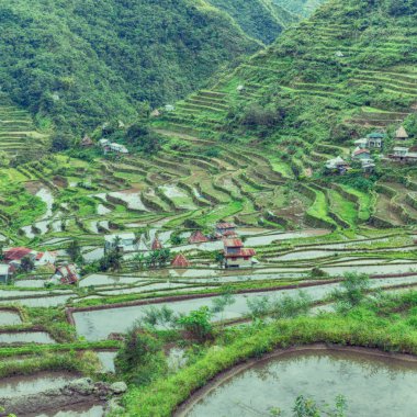   coultivation pirinç Teras alanı   