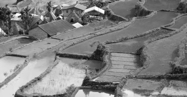 Banaue Unesco sitesinden pirinç elde etmek için Filipinler teras sahasında bulanıklık