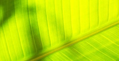 yaprak gibi arka plan kapat