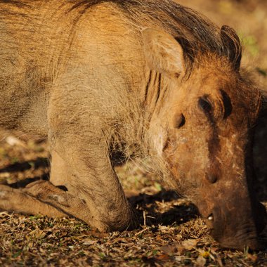  Güney Afrika yaban hayatı rezerv ve yaban domuzu
