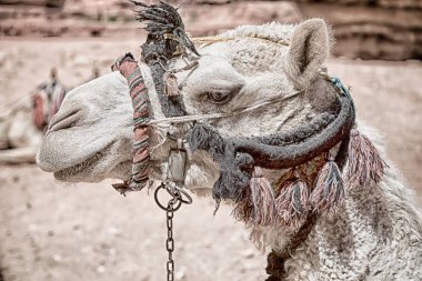 petra, Ürdün turistik gezi için hazır bir deve başkanı
