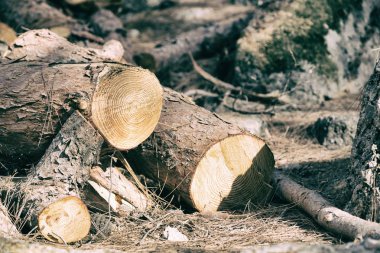 ormanda bazı ağaçlar ve neddles arka plan gibi kesti