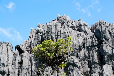 bir tekne palm cliff Beach görünümünden Filipinler ve Pasifik Okyanusu kayadan bulanıklık