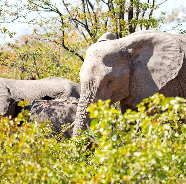 Flou Afrique Sud Kruger Faune Réserve Naturelle Éléphant Sauvage — Photo