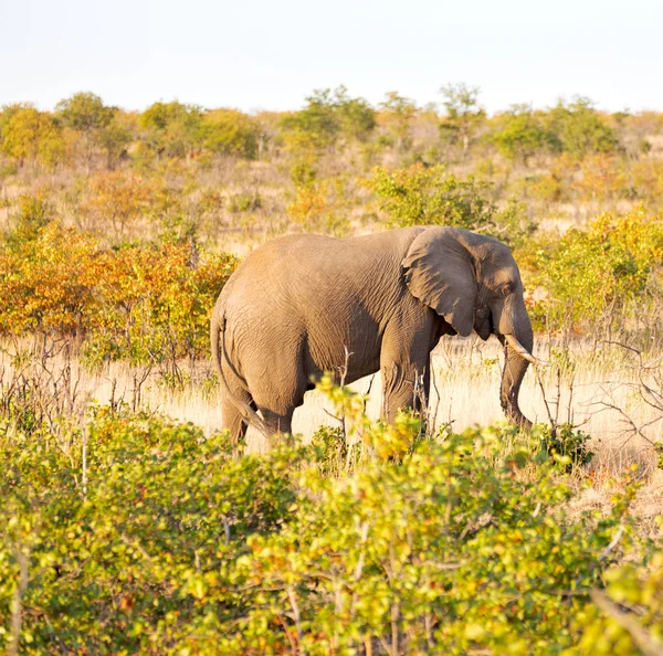 Desenfoque Sudáfrica Kruger Reserva Natural Vida Silvestre Elefante Salvaje — Foto de Stock