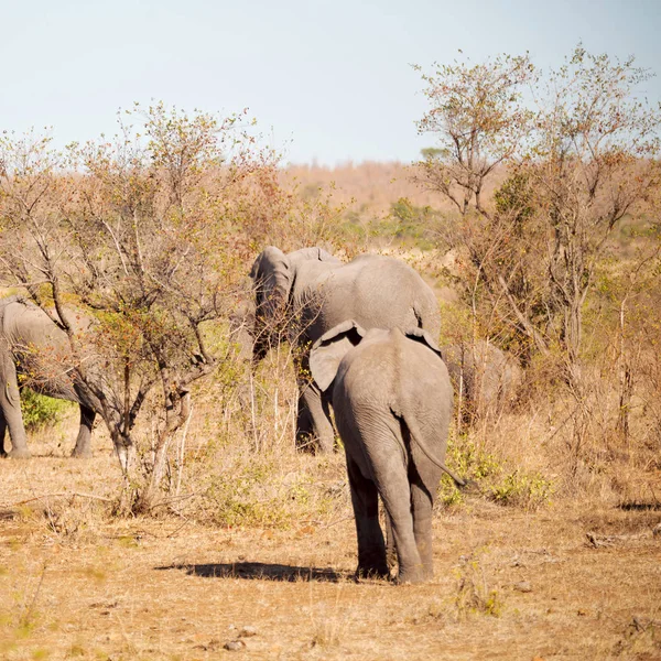 Desenfoque Sudáfrica Kruger Reserva Natural Vida Silvestre Elefante Salvaje — Foto de Stock