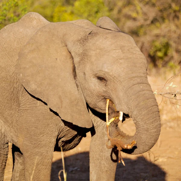 Blur South Africa Kruger Wildlife Reserve Wild Elephant — стоковое фото