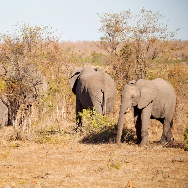 Desenfoque Sudáfrica Kruger Reserva Natural Vida Silvestre Elefante Salvaje — Foto de Stock