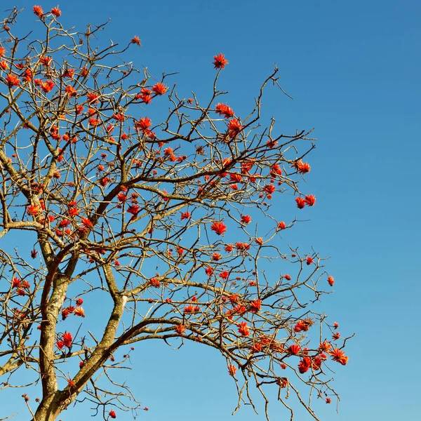 Südafrika Nahaufnahme Von Erythrina Lysistemon Blütenpflanze Und Klarem Himmel — Stockfoto