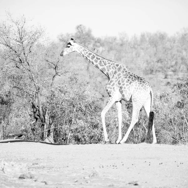 Borrão África Sul Kruger Reserva Natural Vida Selvagem Girafa Selvagem — Fotografia de Stock