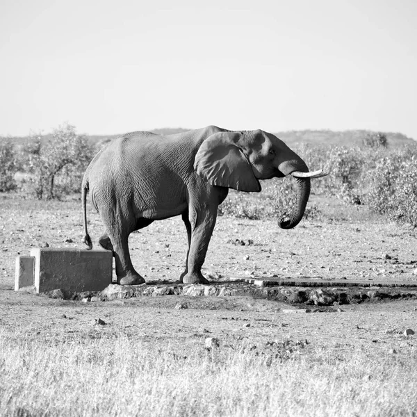 아프리카 남부의 푸르스름 색깔의 보호구역과 코끼리 — 스톡 사진