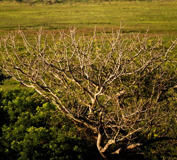 In south africa   pond lake  nature  reserve and bush — Stock Photo, Image