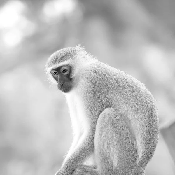 In south africa      wildlife  nature    and   monkey — Stock Photo, Image