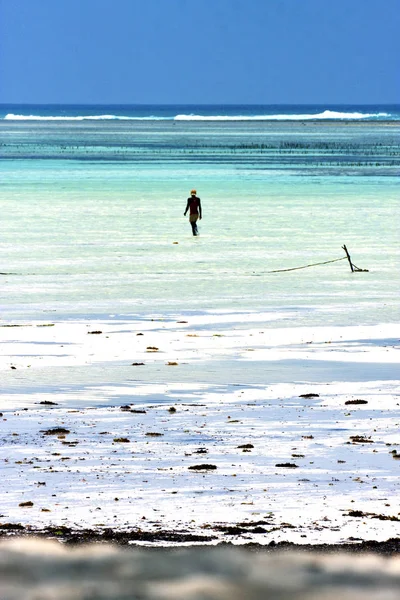 人和海藻在蓝色的礁湖中放松的桑给巴尔抵 — 图库照片