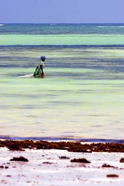 人和海藻在蓝色的礁湖中放松的桑给巴尔非洲 — 图库照片