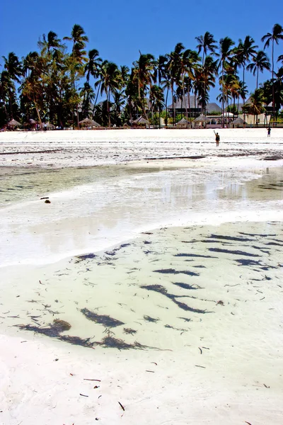 Algas Playa Zanzíbar Océano Índico Tanzania Arena Isla Cielo Boa — Foto de Stock