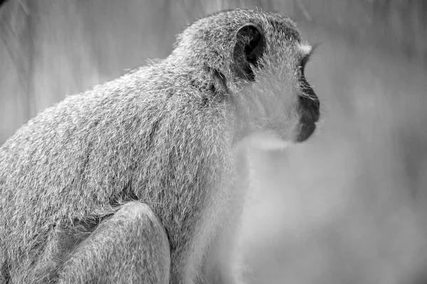 In Südafrika Wildtiere Natur und Affen — Stockfoto