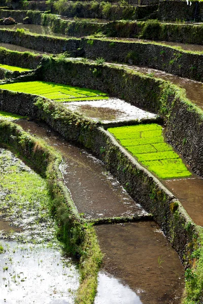 Campo de terraço para coultivação de arroz — Fotografia de Stock