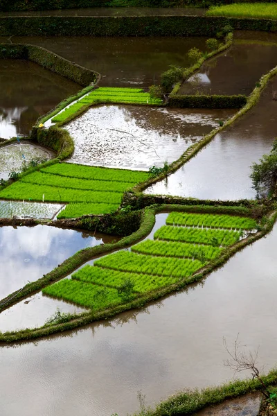 Terrace   field for  coultivation of rice — Stock Photo, Image