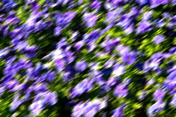 Blur Spring Colors Flowers Garden — Stock Photo, Image