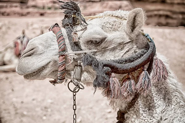 Petra Jordanië Het Hoofd Van Een Kameel Klaar Voor Toeristische — Stockfoto