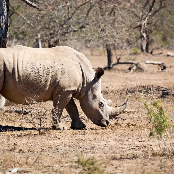 Blur South Africa Kruger Wildlife Nature Reserve Wild Rhinoceros — Stock Photo, Image