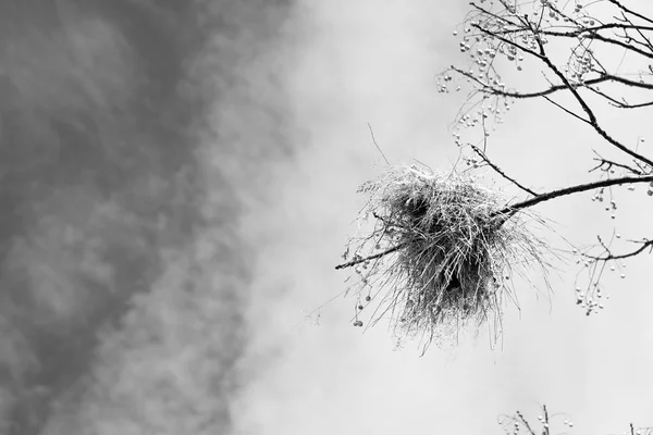 Rozostření Jihoafrické Přírody Rostlin Stromů Národním Parku — Stock fotografie