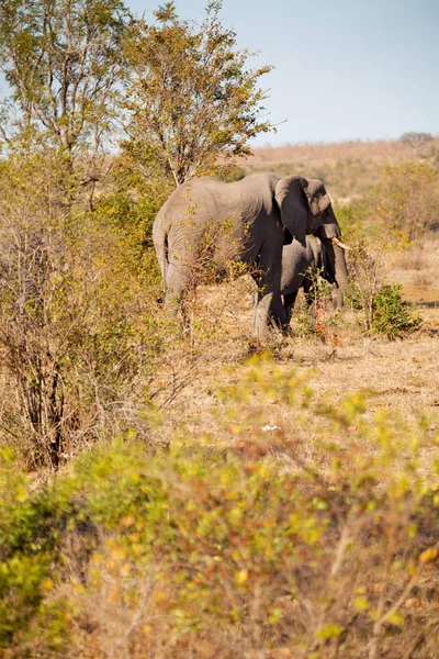 in south africa     wildlife  nature  reserve and   elephant