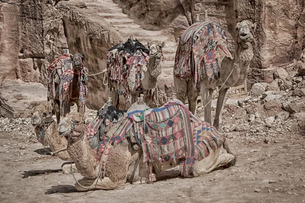 W pobliżu camel witryny antyczne cud dla turystów — Zdjęcie stockowe
