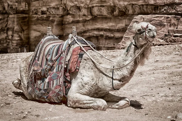 In de buurt van de antieke wonder site kameel voor de toerist — Stockfoto