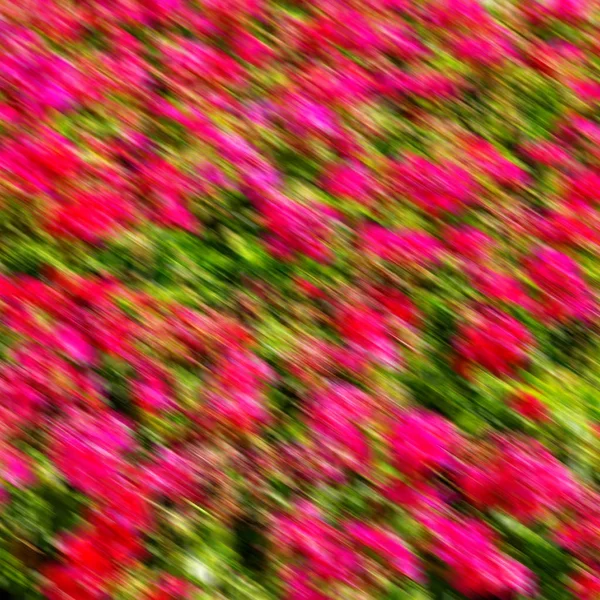 Rozmycie Wiosennych Kolorach Kwiatów Ogród — Zdjęcie stockowe
