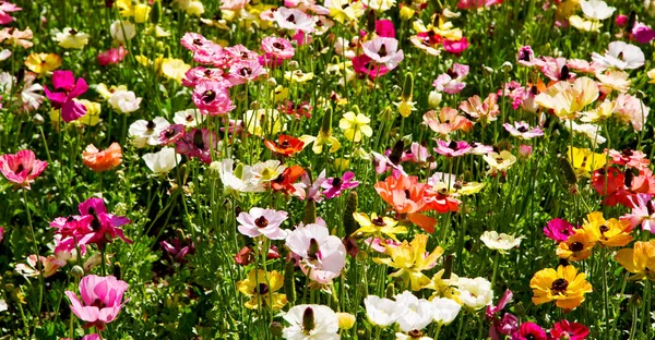 Las flores y el jardín — Foto de Stock
