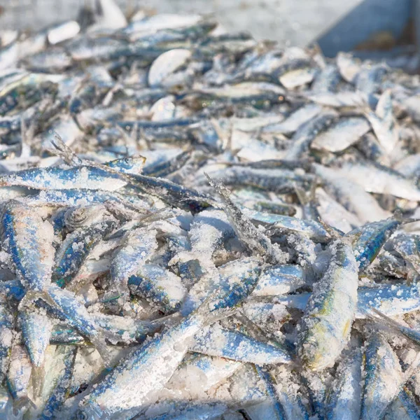 Fisch auf dem Markt — Stockfoto