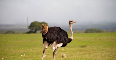  Güney Afrika yaban hayatı doğa rezerv ve devekuşu