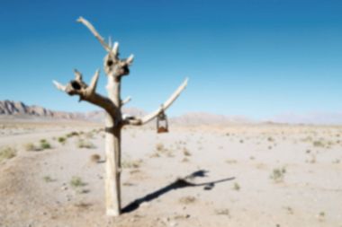 İran eski ölü ağaç 