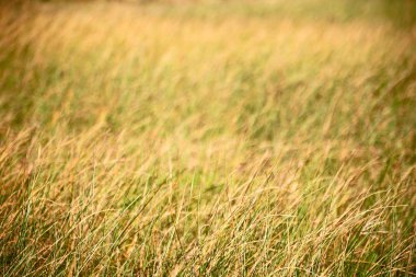 soyut çimenler gibi arka plan bulanıklık  