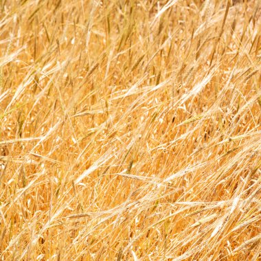 İran'da çiftlik ekili