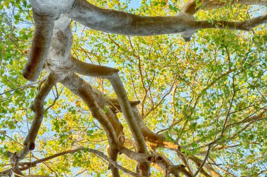 bitki ve ağaç Milli Parkı içinde 