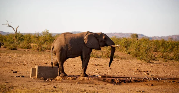 A Dél-afrikai vadon élő állatok természetvédelmi terület és az elefánt — Stock Fotó