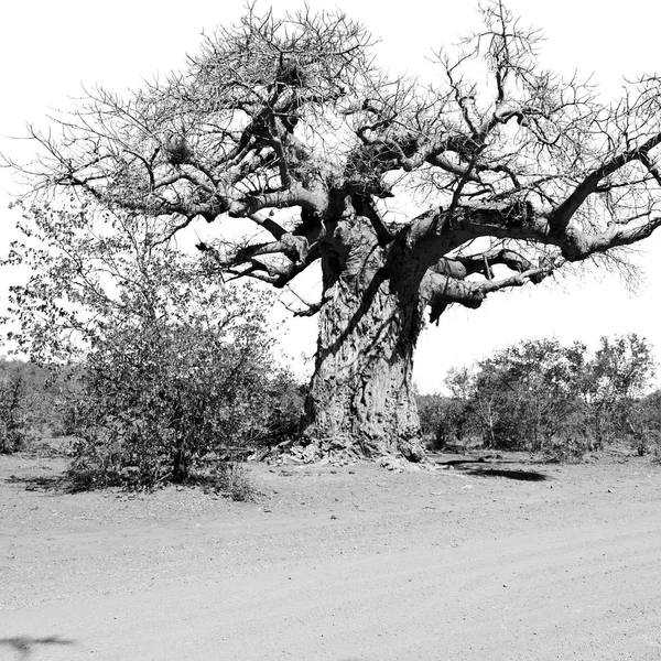 En la calle Sudáfrica y baobab —  Fotos de Stock